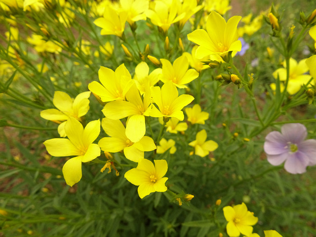 Лён жёлтый - Linum flavum