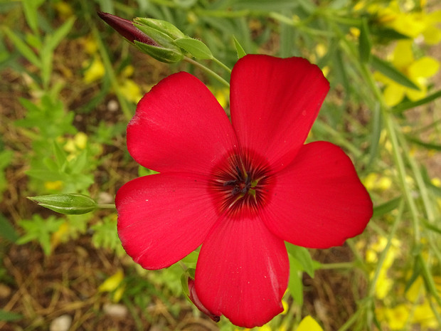 Лён крупноцветковый - Linum grandiflorum