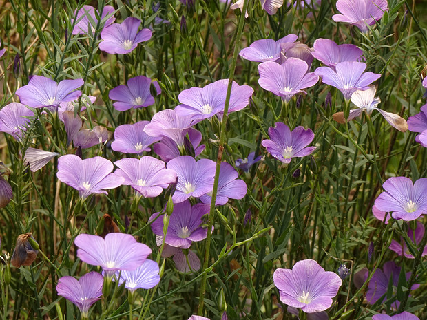 Лён нарбонский - Linum narbonense