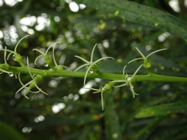 Кодиеум пёстрый 'Пёстрый Золотистый' - Codiaeum variegatum 'Punctatum Aureum'