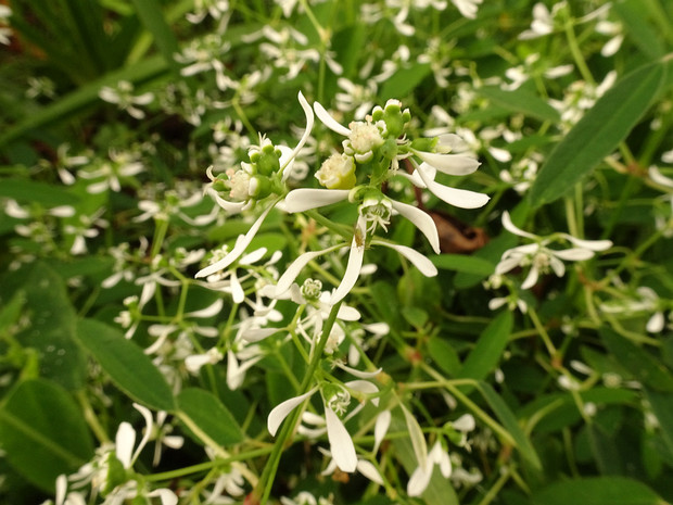 Молочай зверобоецветный 'Алмазный Мороз' - Euphorbia hypericifolia 'Diamond Frost'