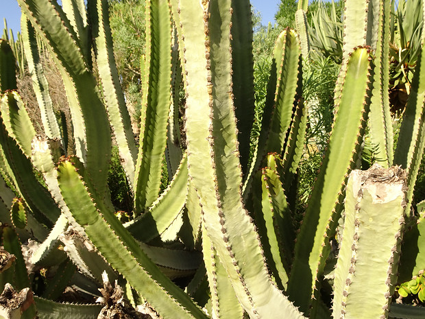 Молочай канарский - Euphorbia canariensis