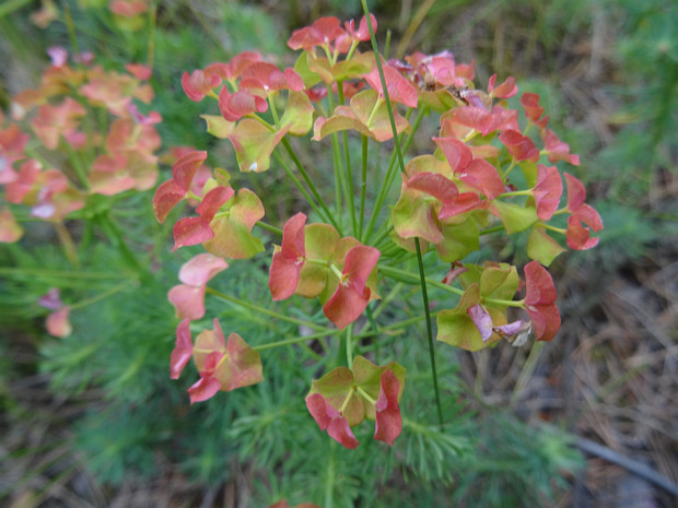 Молочай кипарисовый пурпурная форма - Euphorbia cyparissias f. purpurea