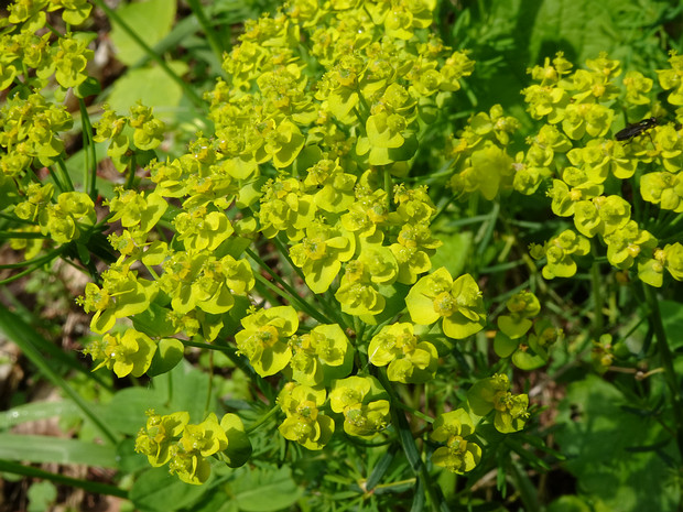 Молочай кипарисовый - Euphorbia cyparissias