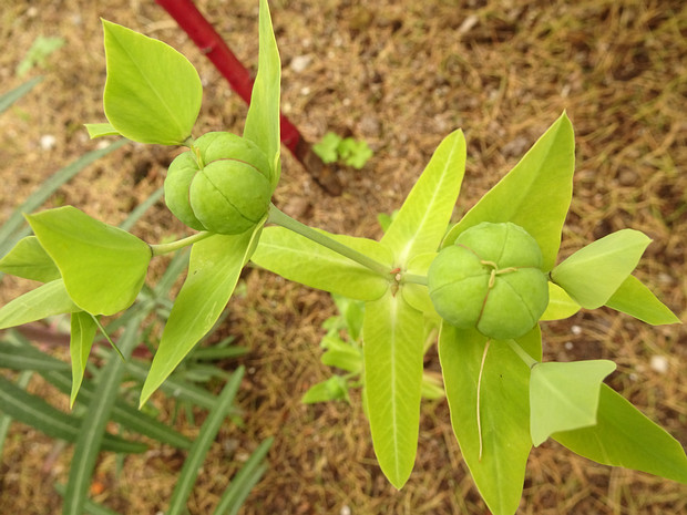 Молочай простёртый - Euphorbia prostrata