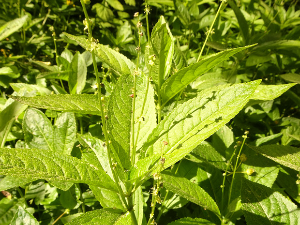 Пролесник многолетний - Mercurialis perennis