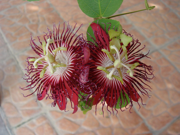 Страстоцвет лиловый - Passiflora purpurea