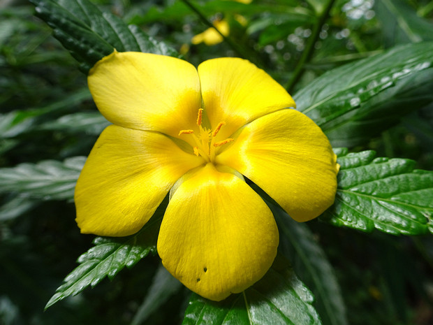 Тёрнера ильмолистная, Ложная дамиана - Turnera ulmifolia