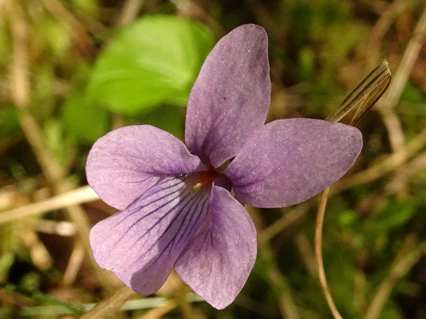 Фиалка Ривинуса - Viola riviniana