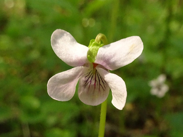 Фиалка болотная - Viola palustris