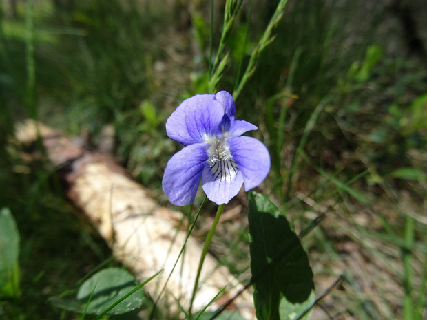 Фиалка дубравная - Viola nemoralis