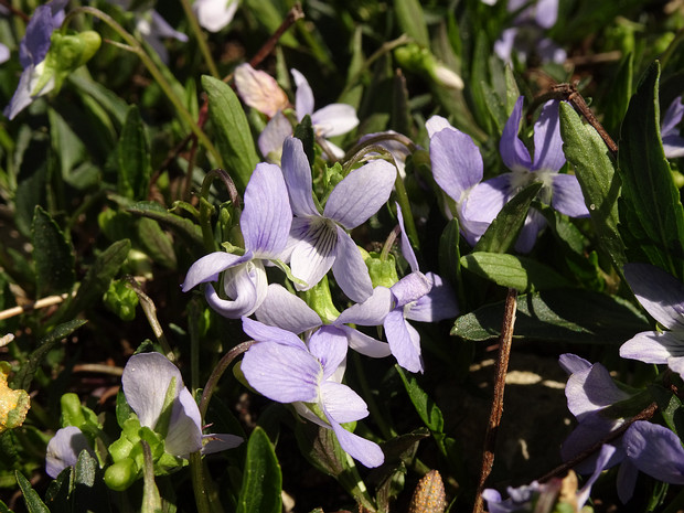 Фиалка низкая - Viola pumila