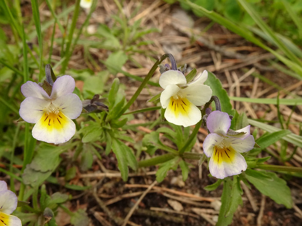 Фиалка полевая - Viola arvensis