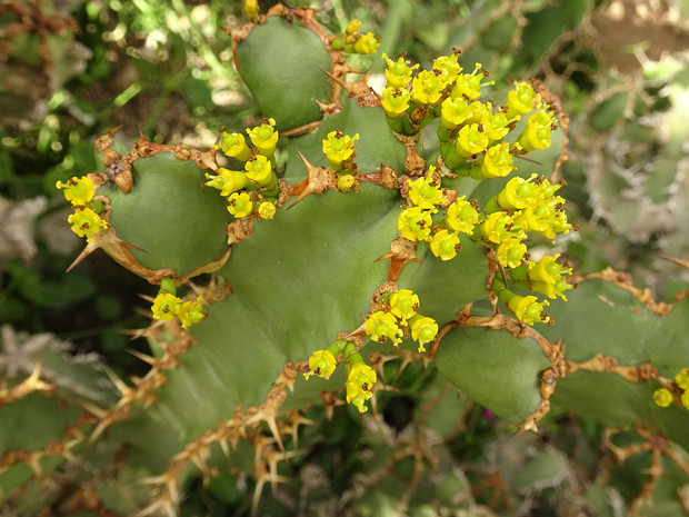 Молочайные - Euphorbiaceae The Euphorbiaceae, the spurge family, is a large family of flowering plants. In common English, they are sometimes...