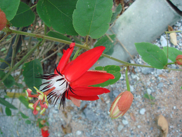 Страстоцветные - Passifloraceae The Passifloraceae are a family of flowering plants, containing about 750 species classified in around 27 genera. They...