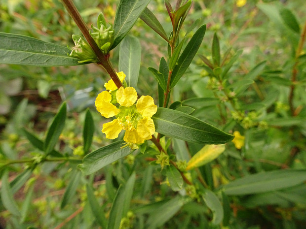 Хеймия иволистная - Heimia salicifolia