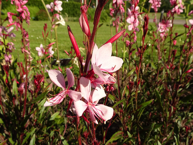 Гаура Линдхеймера 'Гаудрос' - Gaura lindheineri 'Gaudros'