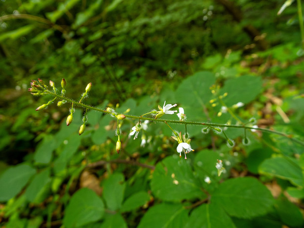 Двулепестник парижский - Circaea lutetiana