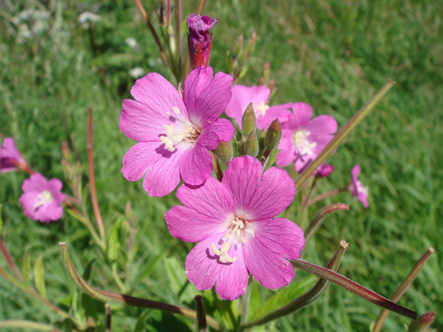 Кипрей волосистый - Epilobium hirsutum