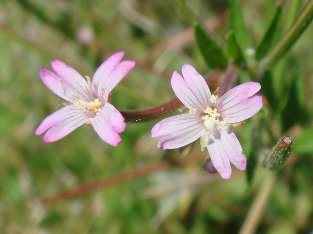 Кипрей горный - Epilobium montanum