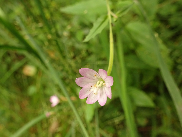 Кипрей железистостебельный - Epilobium adenocaulon