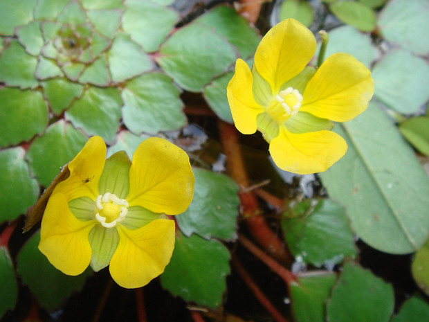 Людвигия очитковидная - Ludwigia sedioides