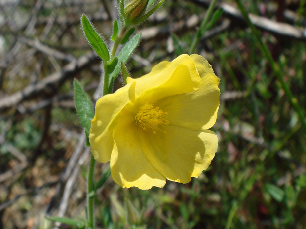 Ослинник Глазиу - Oenothera glazioviana