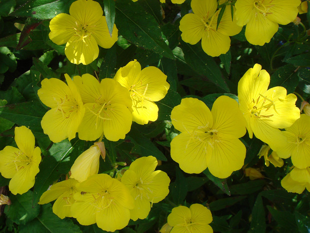 Ослинник двулетний - Oenothera biennis