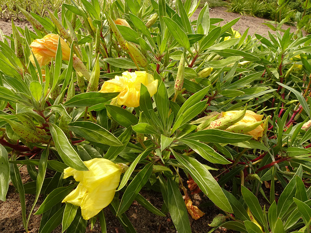 Ослинник крупноплодный - Oenothera macrocarpa