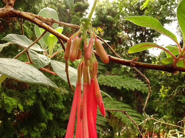 Фуксия боливийская - Fuchsia boliviana