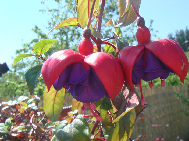 Фуксия гибридная - Fuchsia hybrida