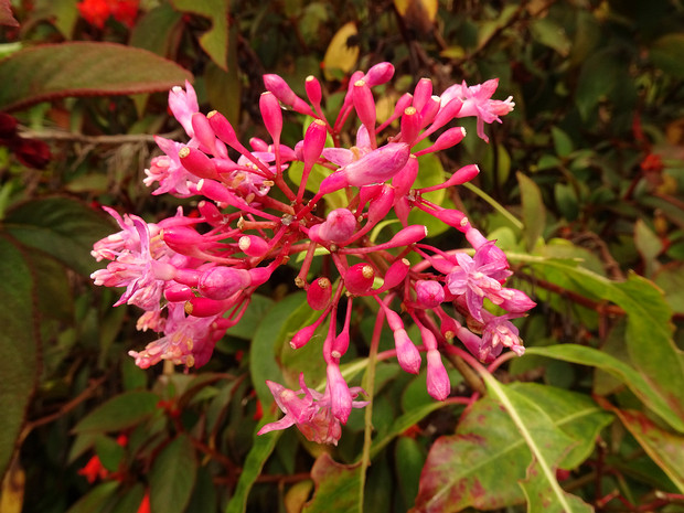 Фуксия метельчатая - Fuchsia paniculata