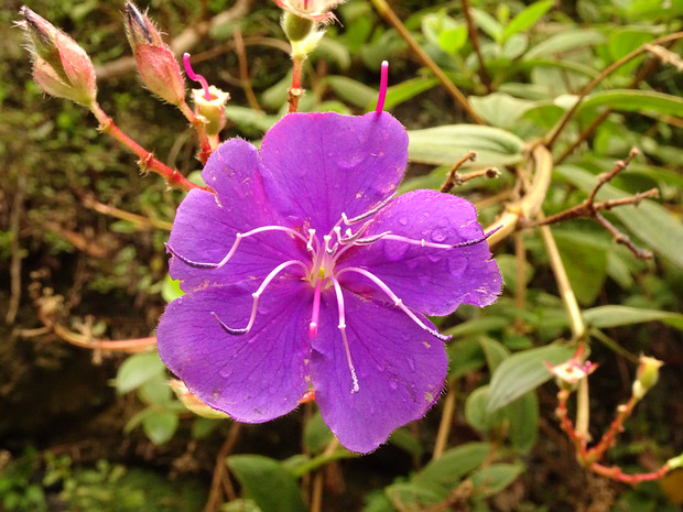 Тибухина Урвилля - Tibouchina urvilleana