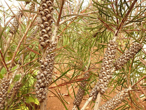 Каллистемон сосноволистный - Callistemon pinifolius