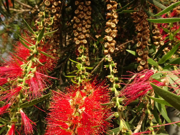 Каллистемон сплетённый - Callistemon viminalis