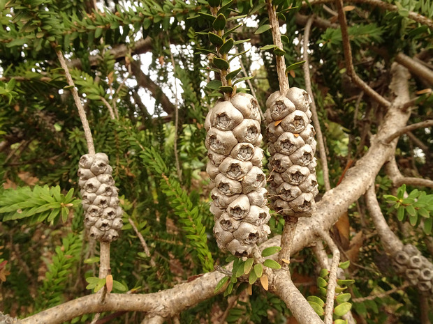 Мелалеука диосмолистная - Melaleuca diosmifolia