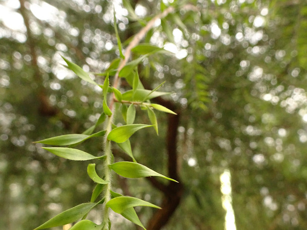 Мелалеука стифелиевая - Melaleuca styphelioides