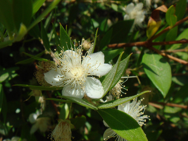 Мирт обыкновенный - Myrtus communis