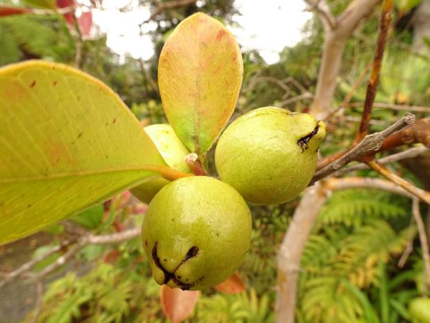 Псидиум Кеттли - Psidium cattleyanum