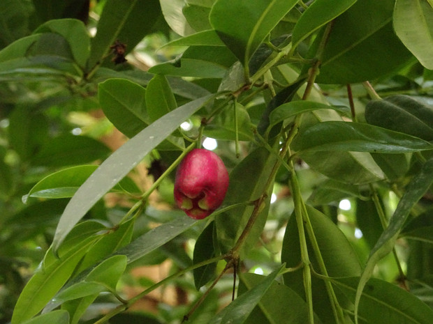 Сизигиум метельчатый - Syzygium paniculatum