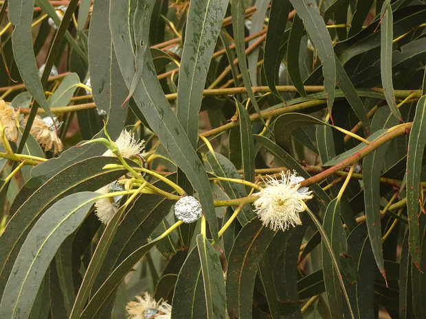 Эвкалипт шаровидный - Eucalyptus globulus