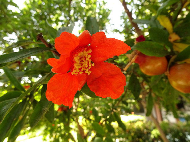 Дербенниковые - Lythraceae Lythraceae is a family of flowering plants, including 32 genera with about 620 species of herbs, shrubs and trees. The...