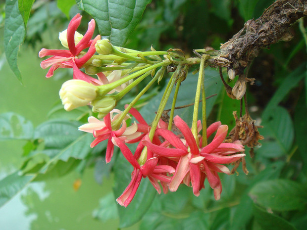 Комбретовые - Combretaceae The Combretaceae are a family of flowering plants in the order Myrtales. The family includes about 530 species of trees,...