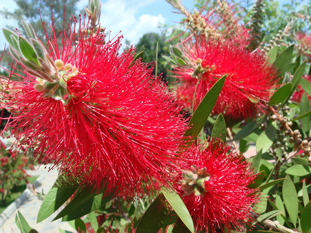 Миртовые - Myrtaceae Myrtaceae or the myrtle family is a family of dicotyledonous plants placed within the order Myrtales. Myrtle,...