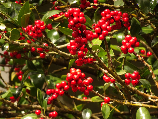 Падуб канарский - Ilex canariensis