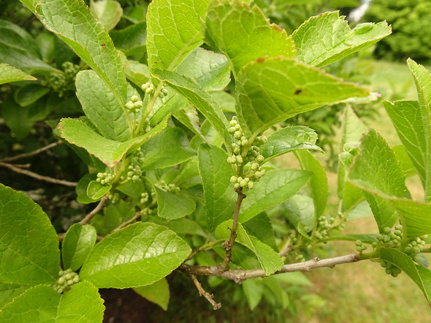 Падуб мутовчатый - Ilex verticillata