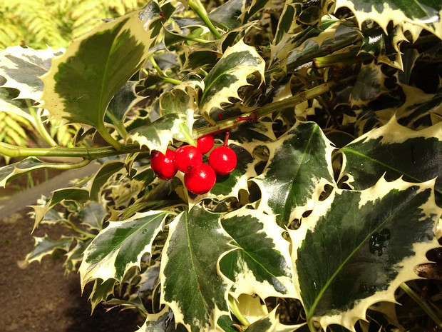 Падуб обыкновенный 'Пёстрый' - Ilex aquifolium 'Variegata'