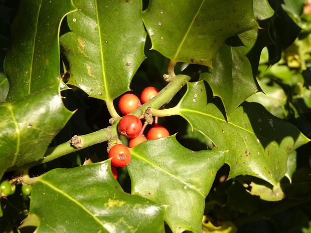 Падуб обыкновенный - Ilex aquifolium