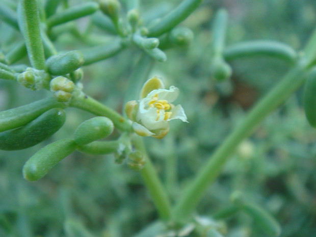 Парнолистник алый - Zygophyllum coccineum