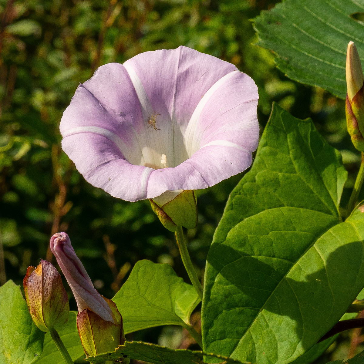 !calystegia-sepium-subsp-roseata_1-16